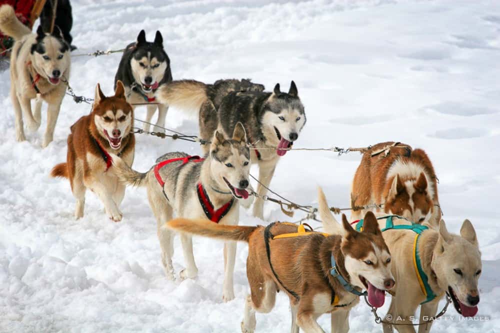 A team of sled dogs wearing harnesses and running through snow.
